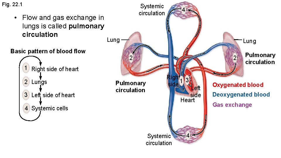 Fig. 22. 1 • Flow and gas exchange in lungs is called pulmonary circulation