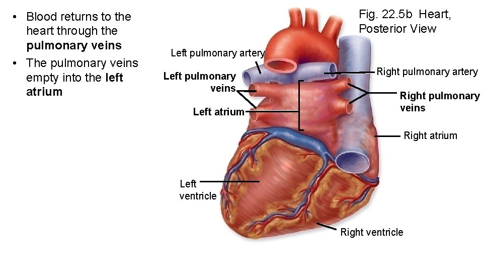  • Blood returns to the heart through the pulmonary veins • The pulmonary