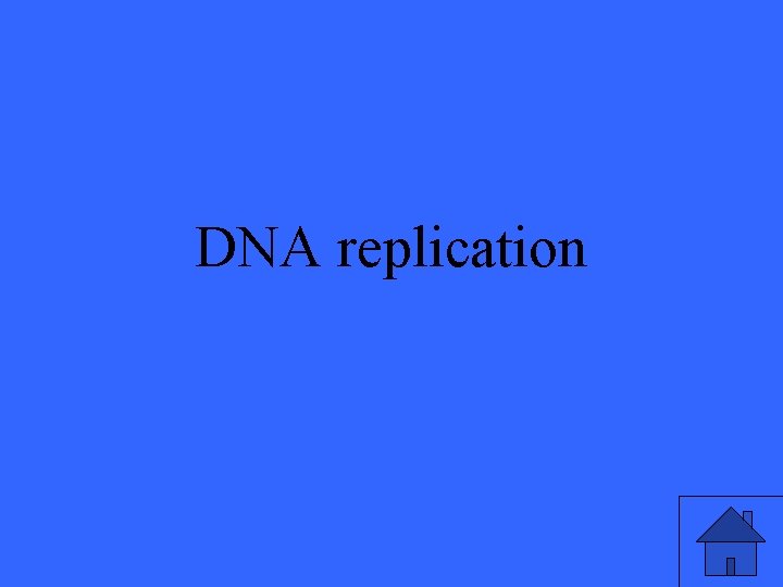 DNA replication 13 