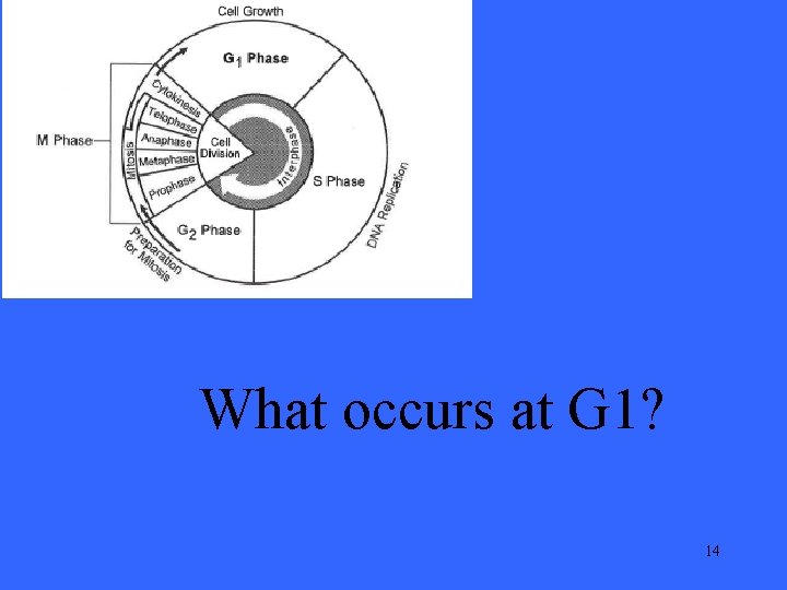 What occurs at G 1? 14 