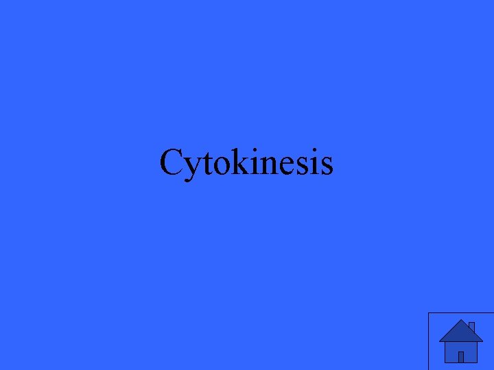 Cytokinesis 19 