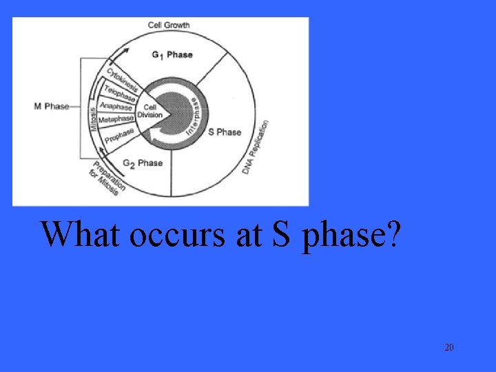 What occurs at S phase? 20 