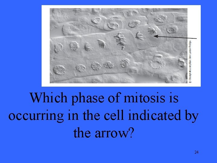 Which phase of mitosis is occurring in the cell indicated by the arrow? 24