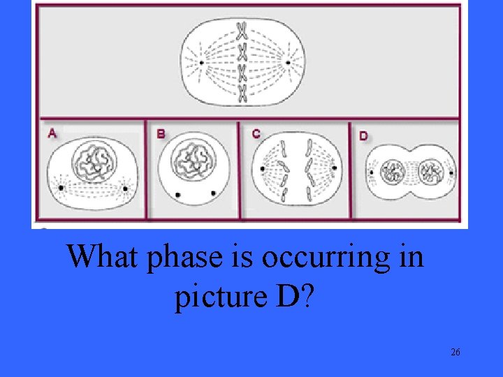What phase is occurring in picture D? 26 