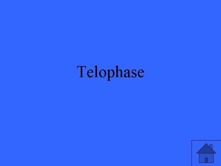 Telophase 27 