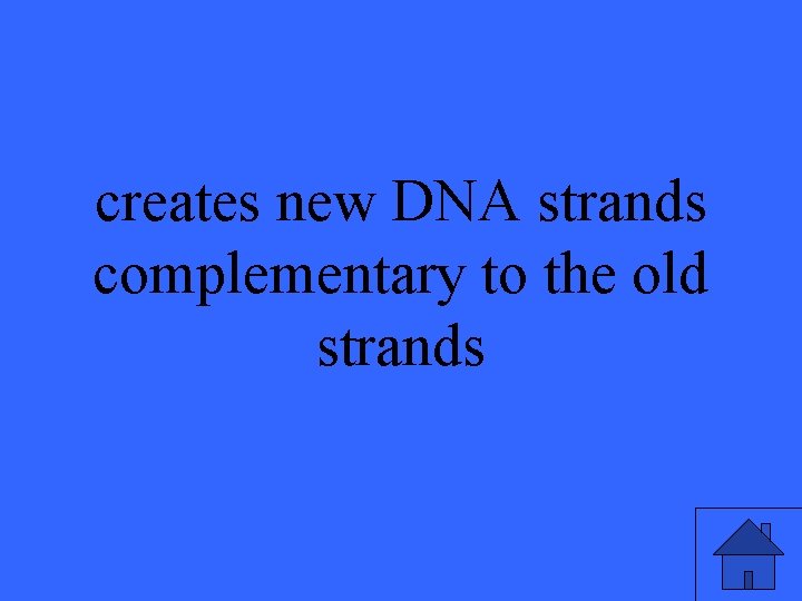 creates new DNA strands complementary to the old strands 33 