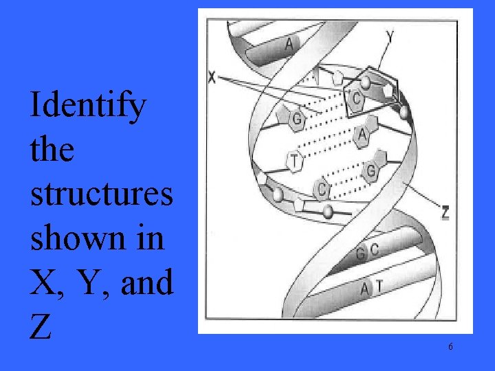 Identify the structures shown in X, Y, and Z 6 