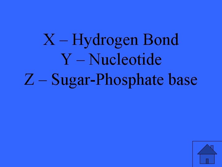 X – Hydrogen Bond Y – Nucleotide Z – Sugar-Phosphate base 7 