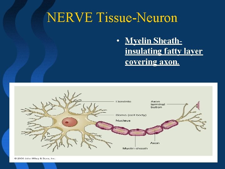 NERVE Tissue-Neuron • Myelin Sheathinsulating fatty layer covering axon. 