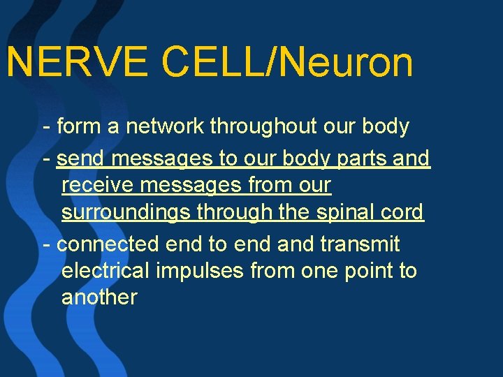 NERVE CELL/Neuron - form a network throughout our body - send messages to our