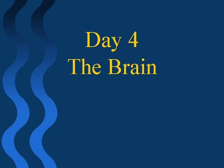 Day 4 The Brain 