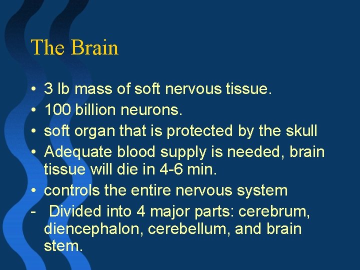 The Brain • • 3 lb mass of soft nervous tissue. 100 billion neurons.