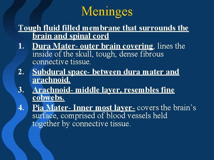 Meninges Tough fluid filled membrane that surrounds the brain and spinal cord 1. Dura