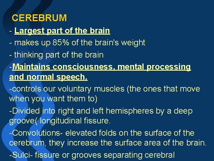  CEREBRUM - Largest part of the brain - makes up 85% of the