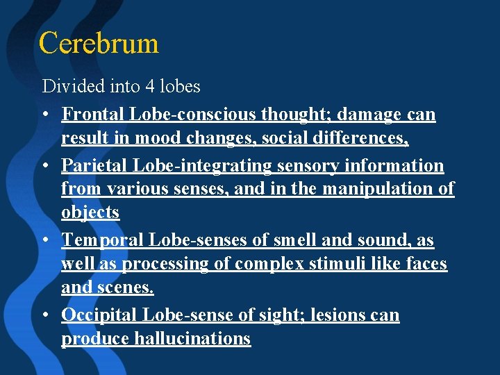 Cerebrum Divided into 4 lobes • Frontal Lobe-conscious thought; damage can result in mood