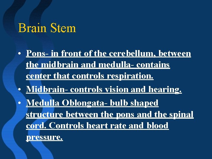 Brain Stem • Pons- in front of the cerebellum, between the midbrain and medulla-