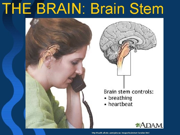 THE BRAIN: Brain Stem http: //health. allrefer. com/pictures-images/brainstem-function. html 