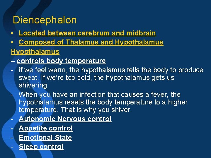 Diencephalon • Located between cerebrum and midbrain • Composed of Thalamus and Hypothalamus –