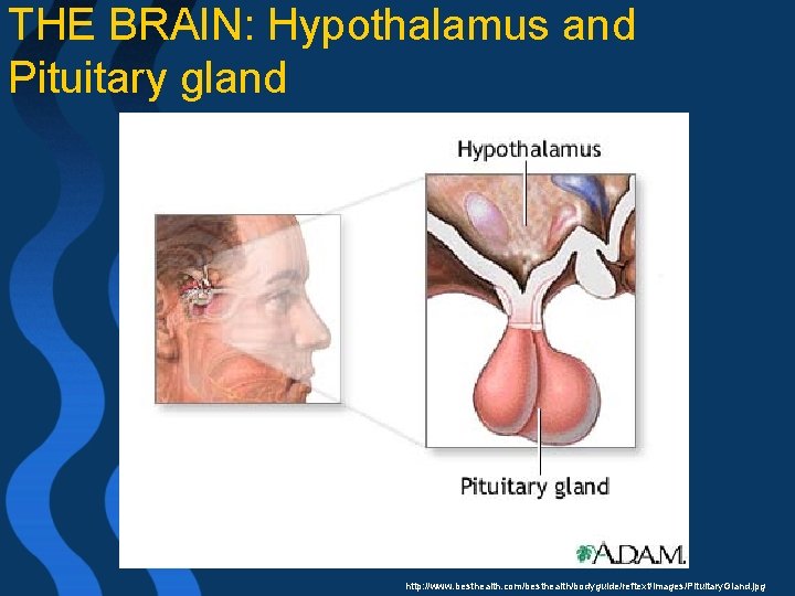 THE BRAIN: Hypothalamus and Pituitary gland http: //www. besthealth. com/besthealth/bodyguide/reftext/images/Pituitary. Gland. jpg 