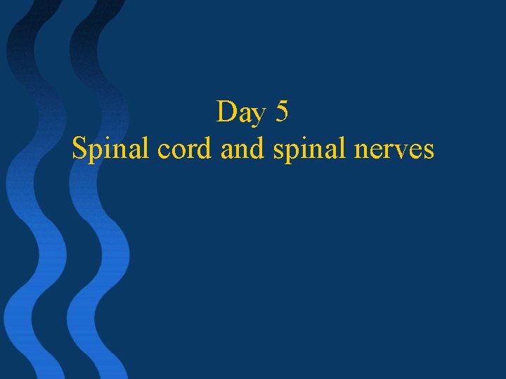 Day 5 Spinal cord and spinal nerves 