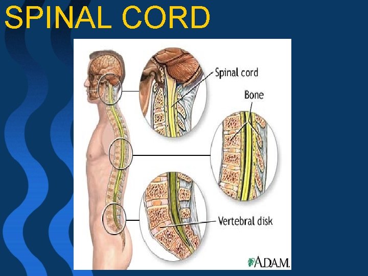 SPINAL CORD 