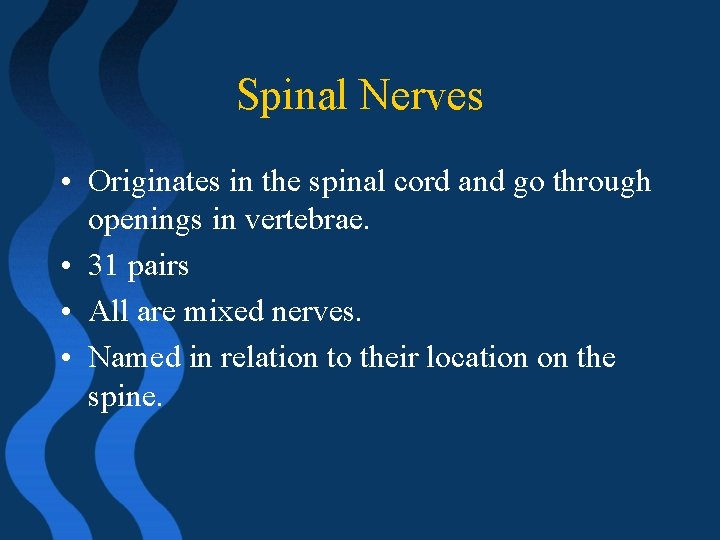 Spinal Nerves • Originates in the spinal cord and go through openings in vertebrae.