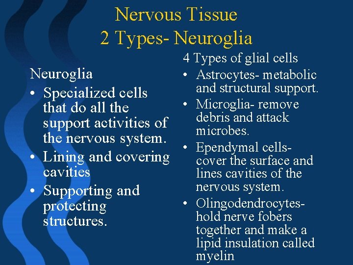 Nervous Tissue 2 Types- Neuroglia 4 Types of glial cells Neuroglia • Astrocytes- metabolic