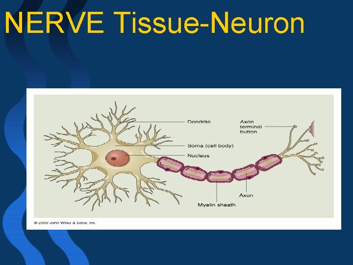 NERVE Tissue-Neuron 