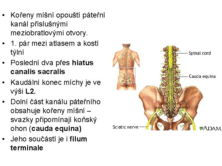  • Kořeny míšní opouští páteřní kanál příslušnými meziobratlovými otvory. • 1. pár mezi