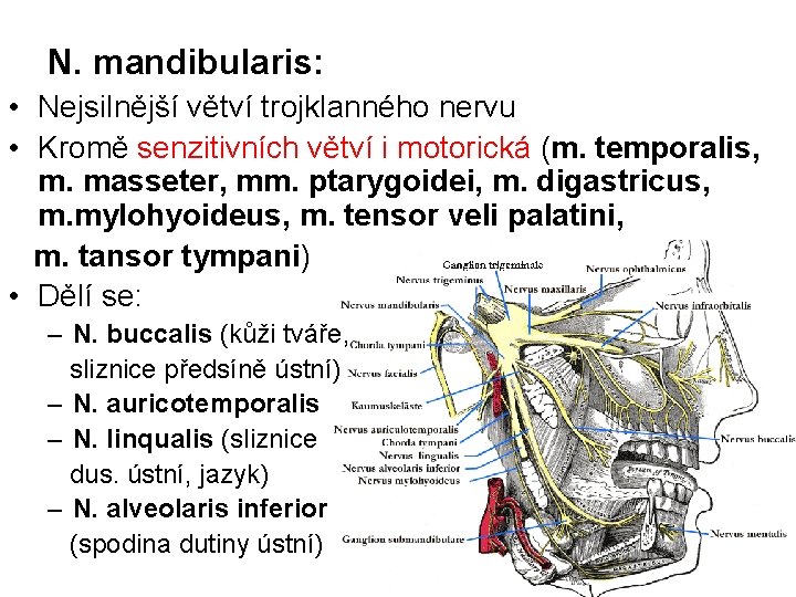 N. mandibularis: • Nejsilnější větví trojklanného nervu • Kromě senzitivních větví i motorická (m.