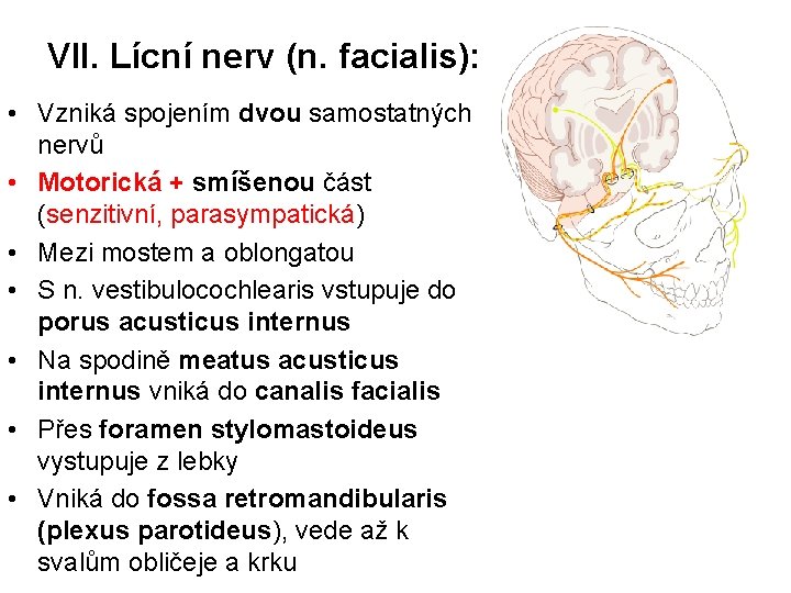 VII. Lícní nerv (n. facialis): • Vzniká spojením dvou samostatných nervů • Motorická +