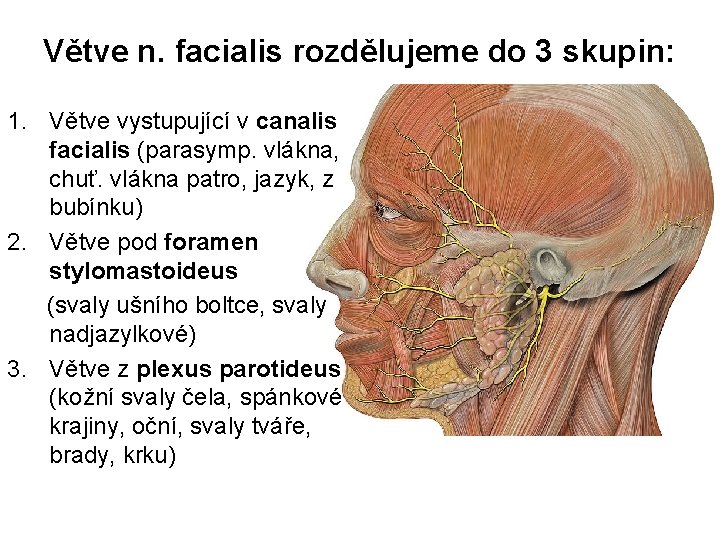 Větve n. facialis rozdělujeme do 3 skupin: 1. Větve vystupující v canalis facialis (parasymp.