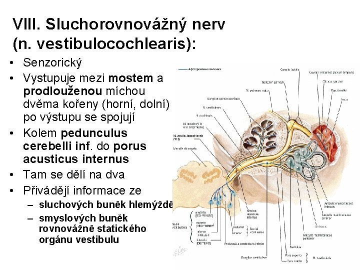 VIII. Sluchorovnovážný nerv (n. vestibulocochlearis): • Senzorický • Vystupuje mezi mostem a prodlouženou míchou