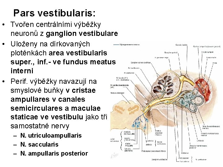 Pars vestibularis: • Tvořen centrálními výběžky neuronů z ganglion vestibulare • Uloženy na dírkovaných