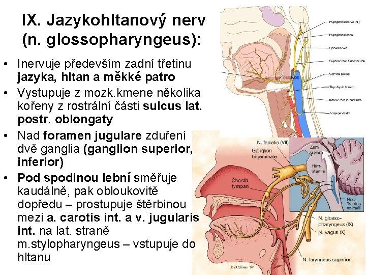 IX. Jazykohltanový nerv (n. glossopharyngeus): • Inervuje především zadní třetinu jazyka, hltan a měkké