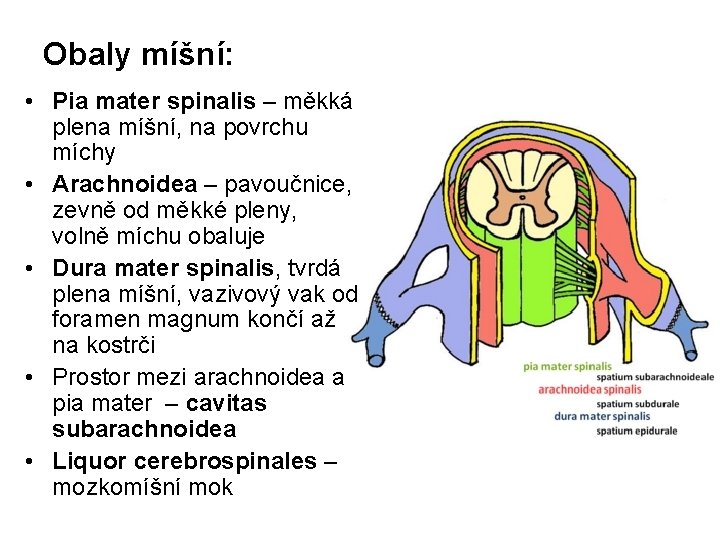 Obaly míšní: • Pia mater spinalis – měkká plena míšní, na povrchu míchy •