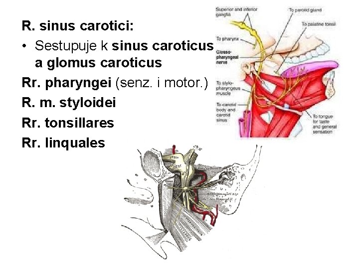 R. sinus carotici: • Sestupuje k sinus caroticus a glomus caroticus Rr. pharyngei (senz.