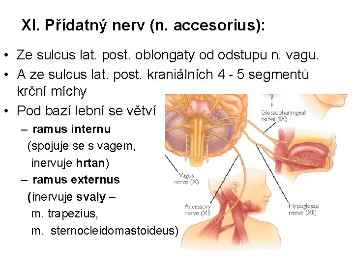 XI. Přídatný nerv (n. accesorius): • Ze sulcus lat. post. oblongaty od odstupu n.