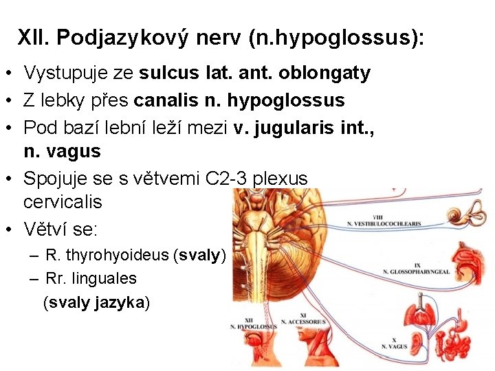 XII. Podjazykový nerv (n. hypoglossus): • Vystupuje ze sulcus lat. ant. oblongaty • Z