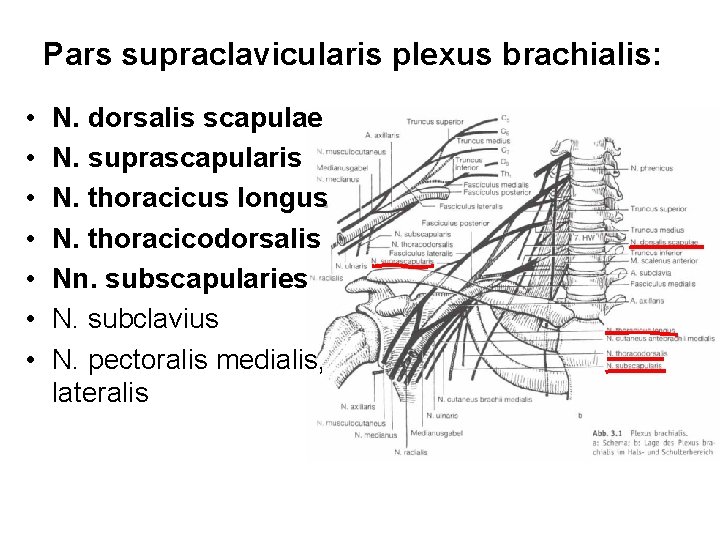 Pars supraclavicularis plexus brachialis: • • N. dorsalis scapulae N. suprascapularis N. thoracicus longus