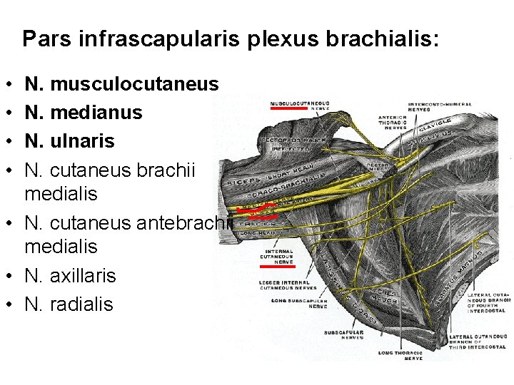 Pars infrascapularis plexus brachialis: • • N. musculocutaneus N. medianus N. ulnaris N. cutaneus