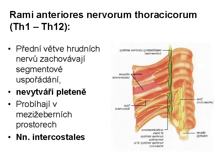Rami anteriores nervorum thoracicorum (Th 1 – Th 12): • Přední větve hrudních nervů