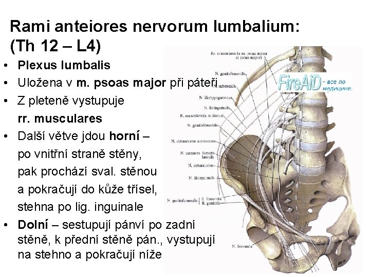 Rami anteiores nervorum lumbalium: (Th 12 – L 4) • Plexus lumbalis • Uložena