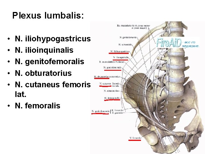 Plexus lumbalis: • • • N. iliohypogastricus N. ilioinquinalis N. genitofemoralis N. obturatorius N.