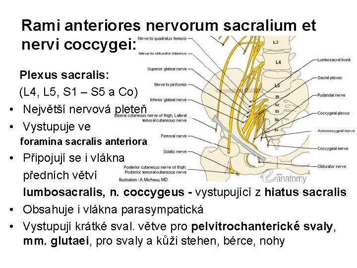 Rami anteriores nervorum sacralium et nervi coccygei: Plexus sacralis: (L 4, L 5, S