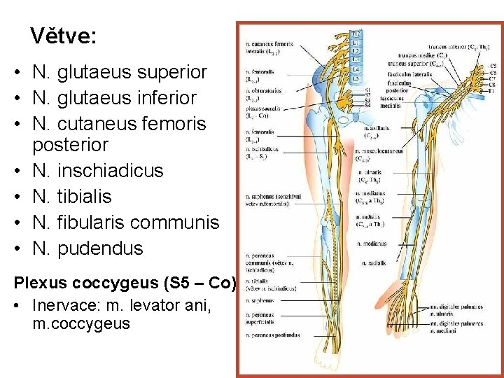 Větve: • N. glutaeus superior • N. glutaeus inferior • N. cutaneus femoris posterior