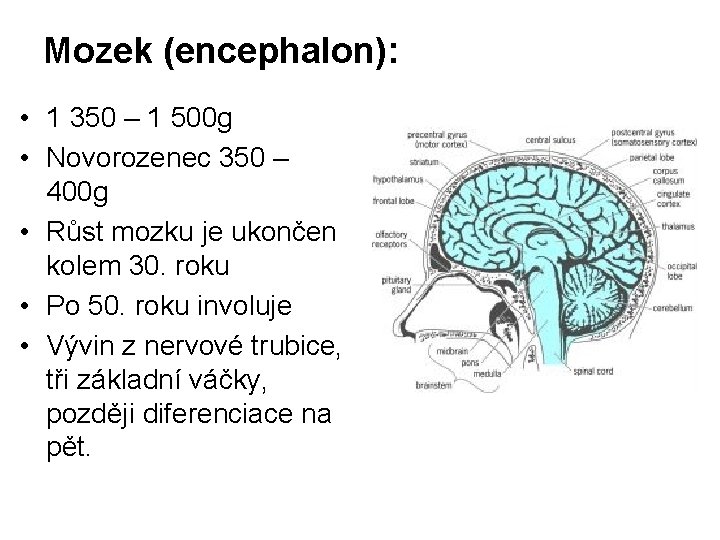 Mozek (encephalon): • 1 350 – 1 500 g • Novorozenec 350 – 400