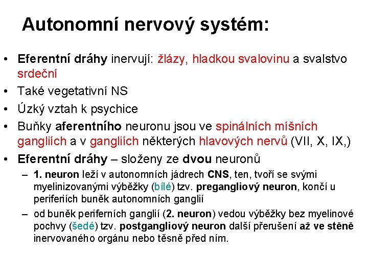 Autonomní nervový systém: • Eferentní dráhy inervují: žlázy, hladkou svalovinu a svalstvo srdeční •