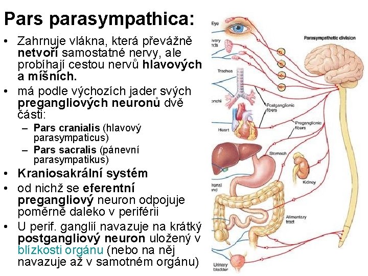 Pars parasympathica: • Zahrnuje vlákna, která převážně netvoří samostatné nervy, ale probíhají cestou nervů