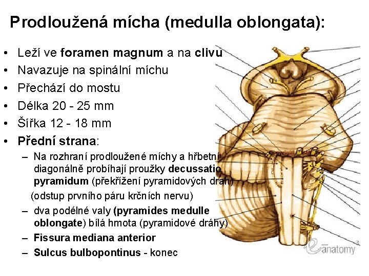 Prodloužená mícha (medulla oblongata): • • • Leží ve foramen magnum a na clivu